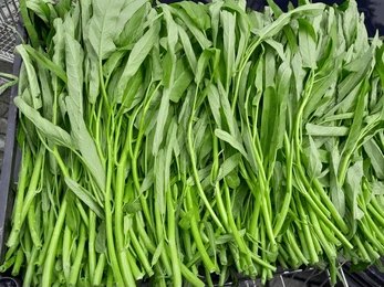 Kangkung Organik Segar