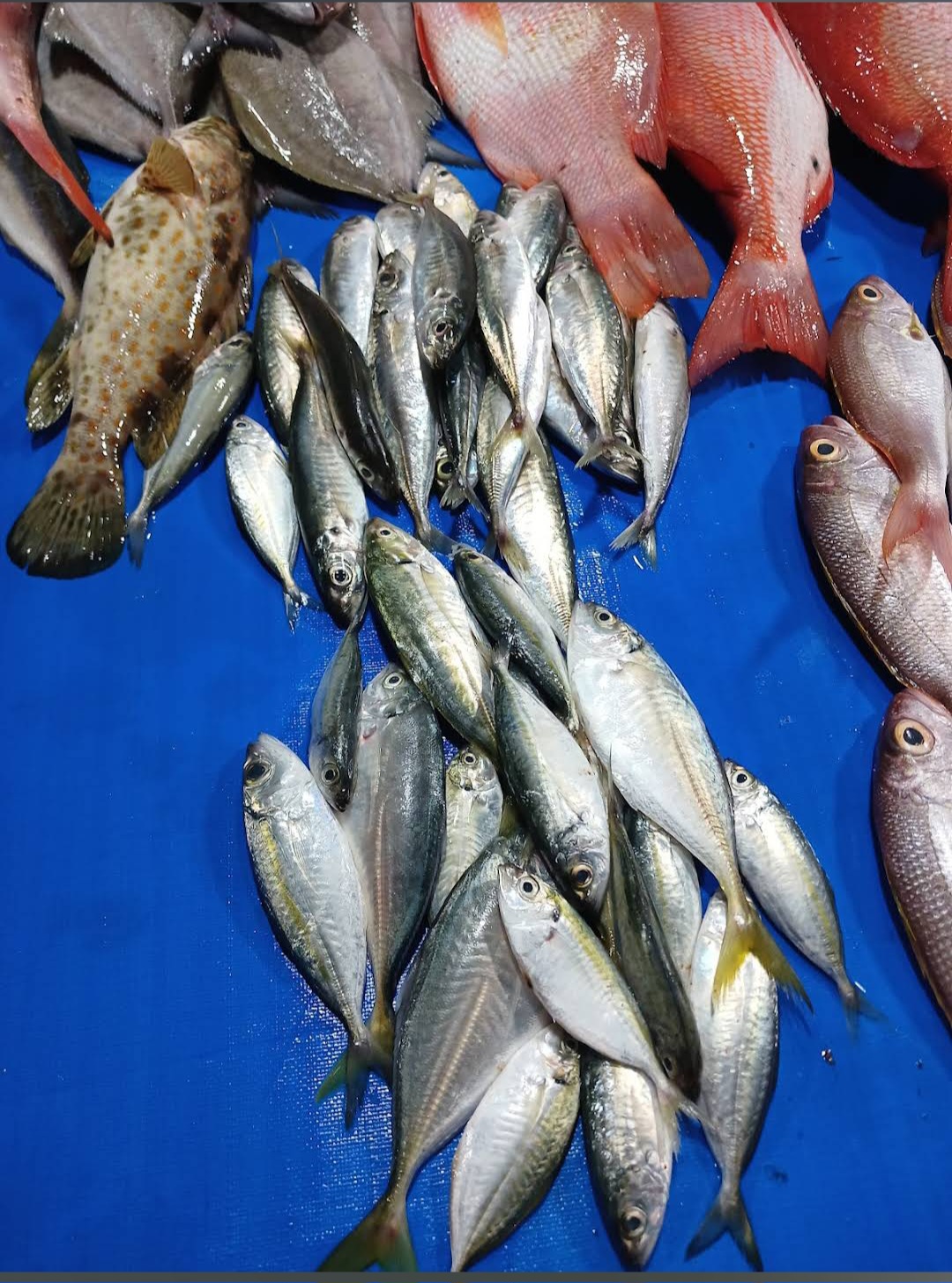 Ikan segar